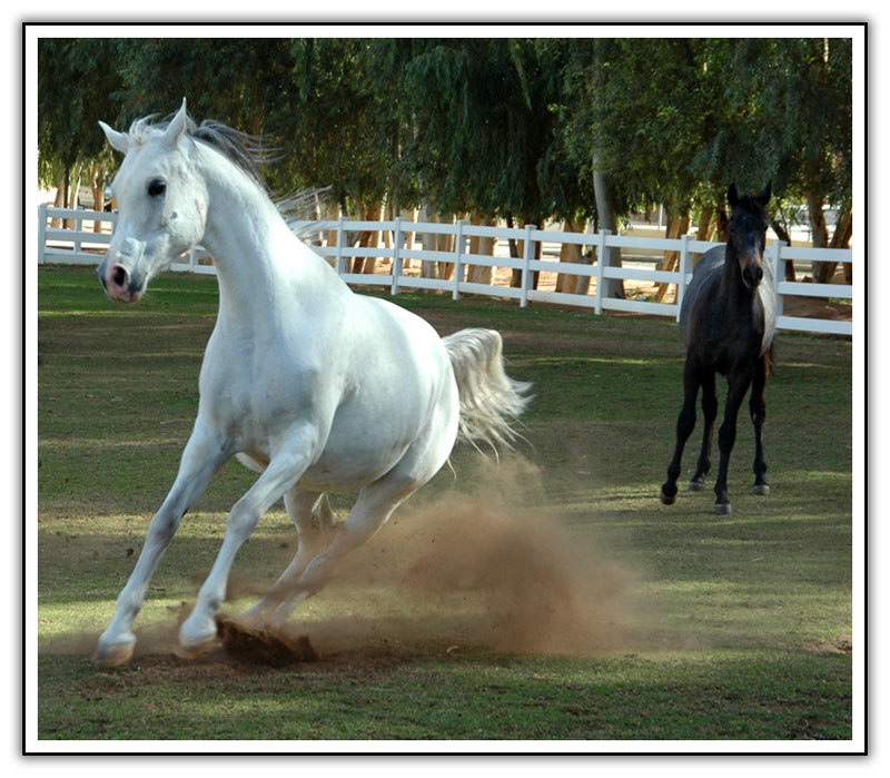 الخيل العربي الاصيل - اجمل صور الخيول 4557