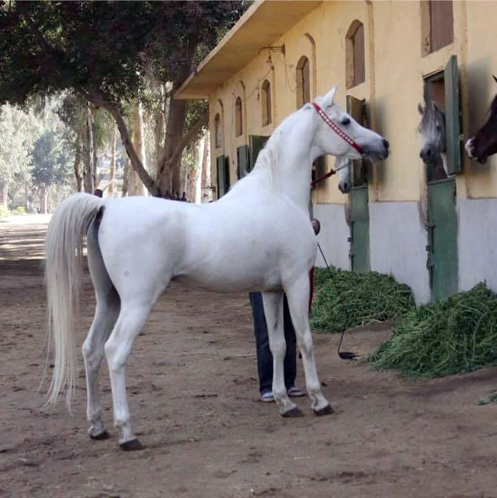 خيل اصيل - جمال الخيول العربية 4403 4