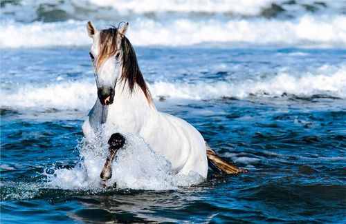 خيل اصيل - جمال الخيول العربية 4403 3