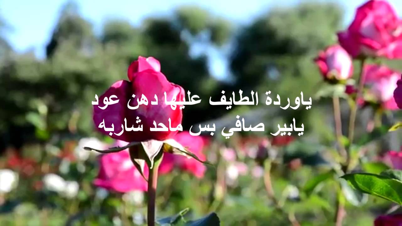 خواطر عن الورد 2437 8