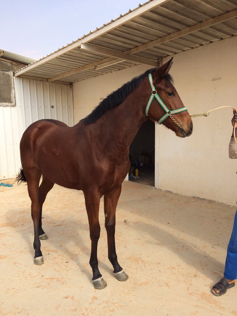 خيل اصيل - جمال الخيول العربية 4403 7