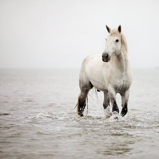 خيل اصيل - جمال الخيول العربية 4403 11