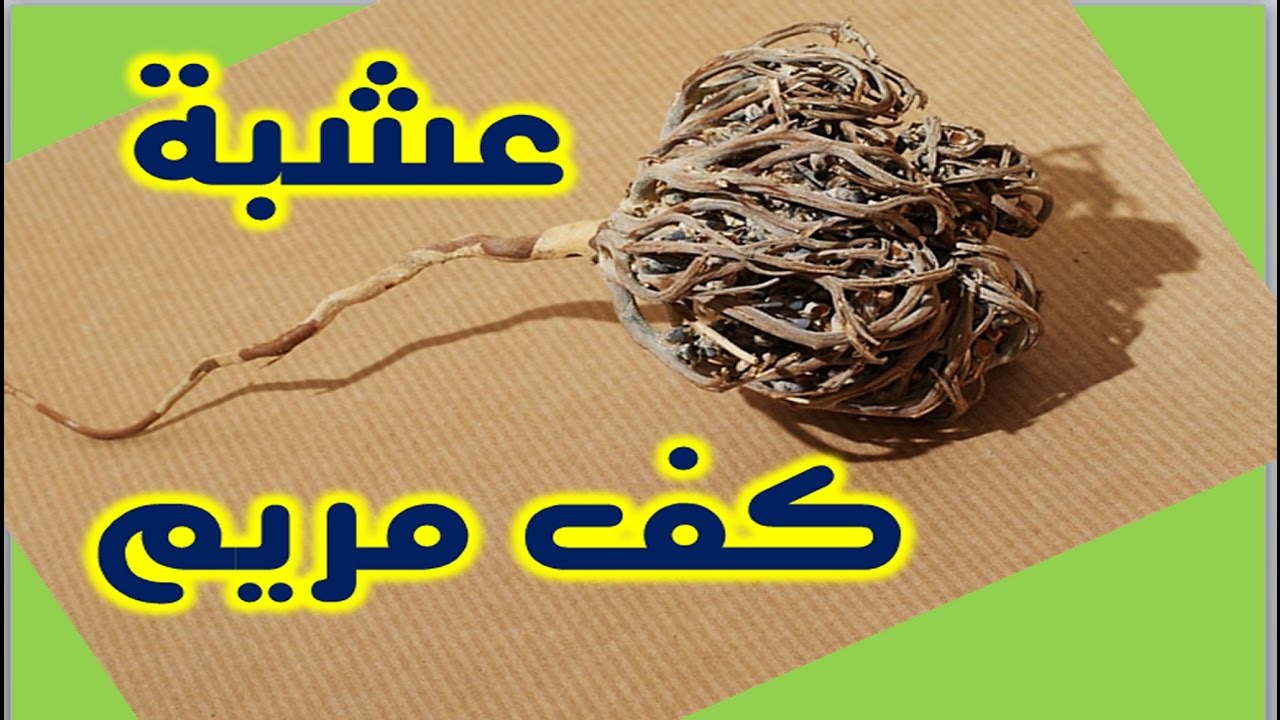 عشبة كف مريم , استخدمات اعشاب كف مريم المذهله والتي لا تتوقعها