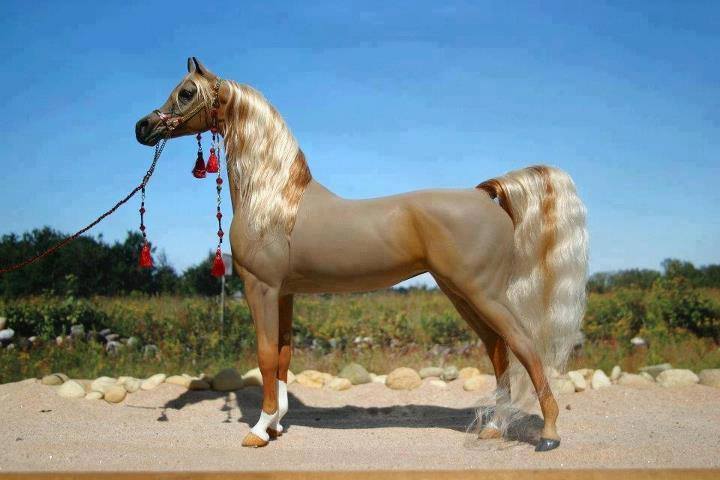 الخيل العربي الاصيل - اجمل صور الخيول 4557 7