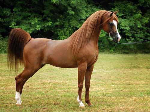 خيل اصيل - جمال الخيول العربية 4403 1