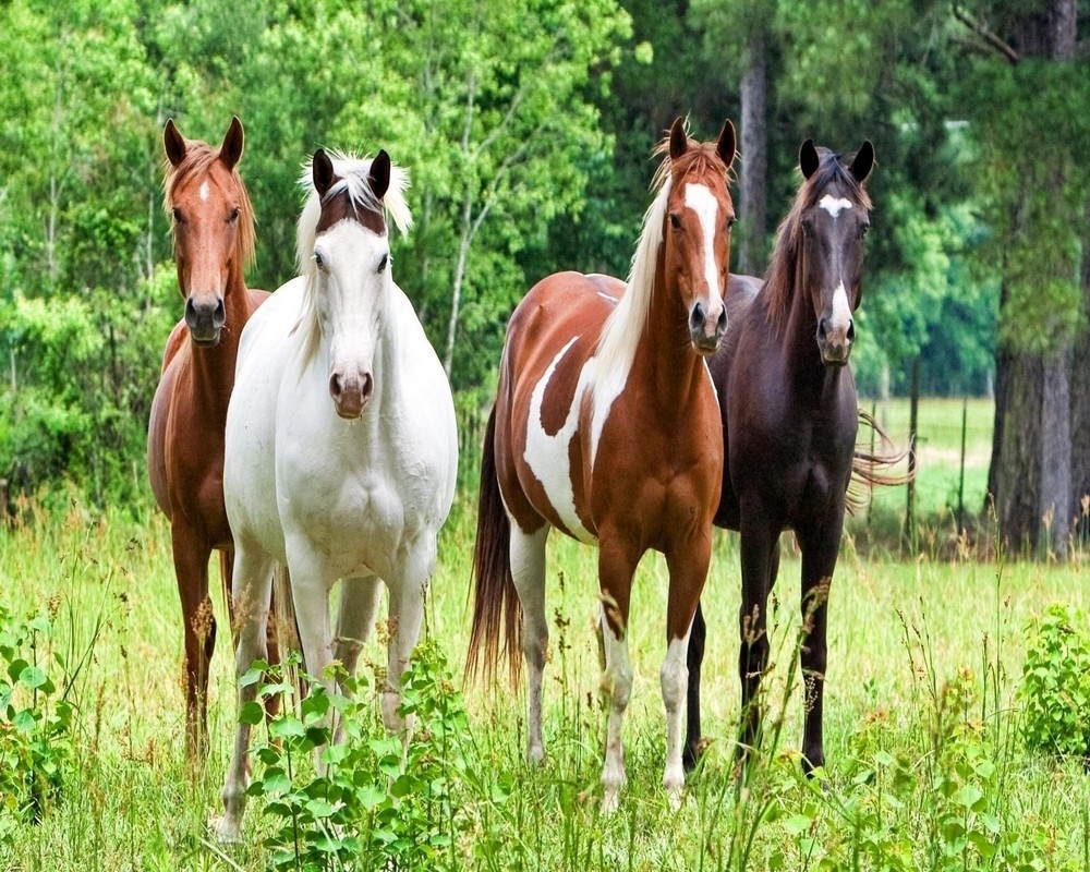 الخيل العربي الاصيل - اجمل صور الخيول 4557 5