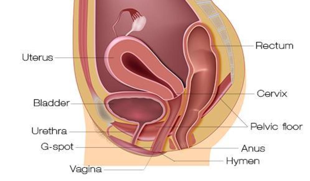 عمليات تجميل المهبل بالصور قبل وبعد - عمليات تجميل للمهبل 4096 4