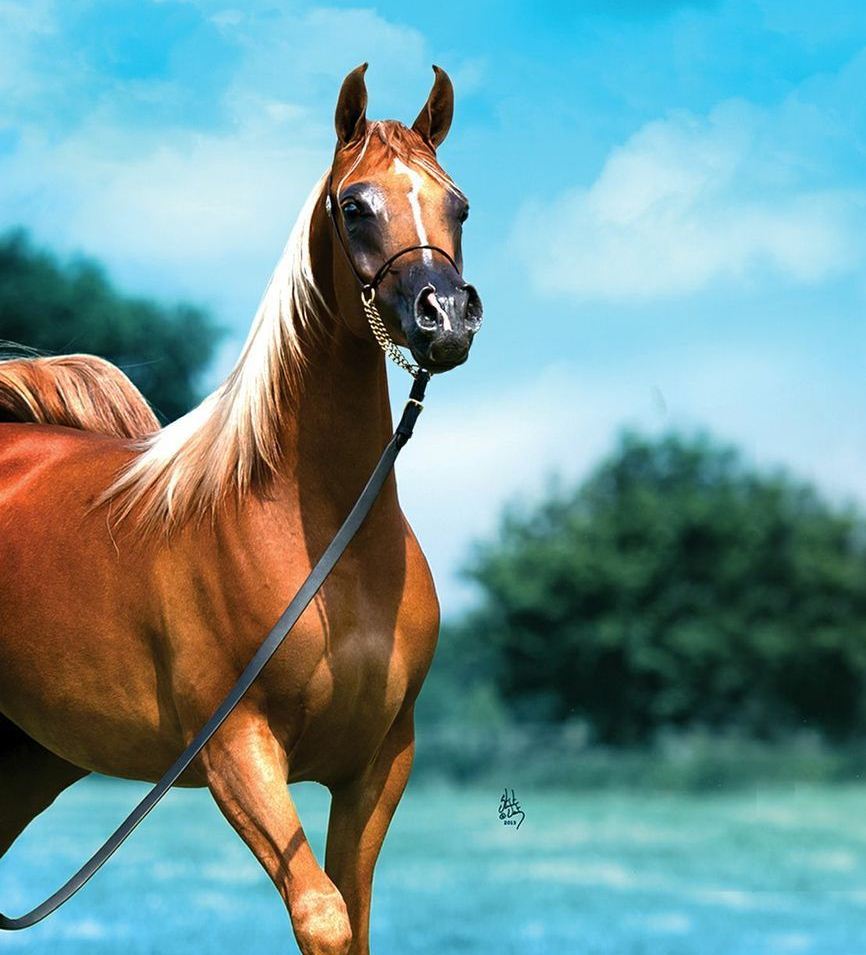 الخيل العربي الاصيل - اجمل صور الخيول 4557 3