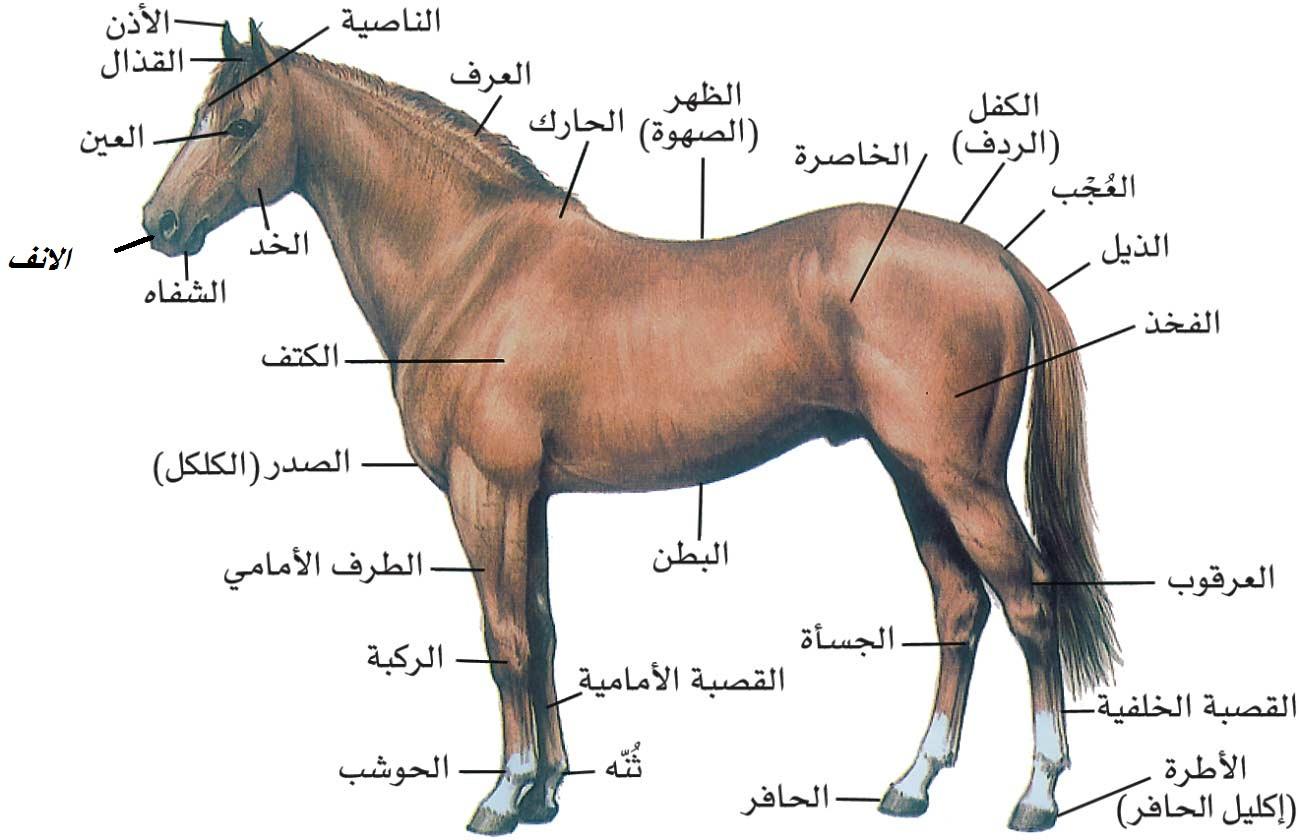 الخيل العربي الاصيل - اجمل صور الخيول 4557 15