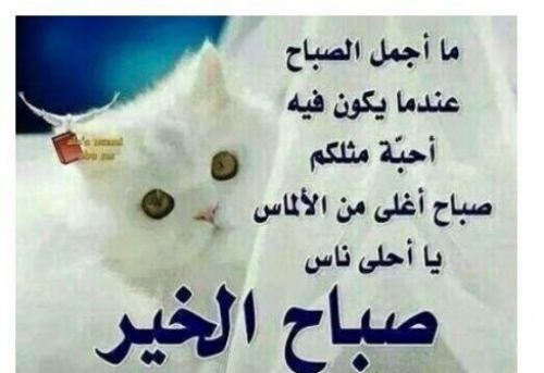 صور صباحية جميلة - اجمل صور صباحية 2656 6