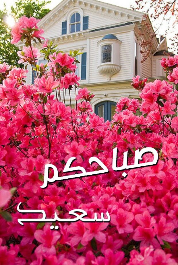 صور صباح الورد - اروع التحيات الصباحية 4418 7