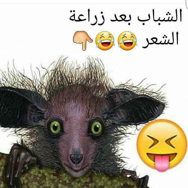 صورفيس بوك مضحكة - اجمل الصور المضحكة 2019 121 5