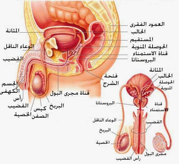 علاج البروستاتا , علاج احتقان البروستاتا بالاعشاب