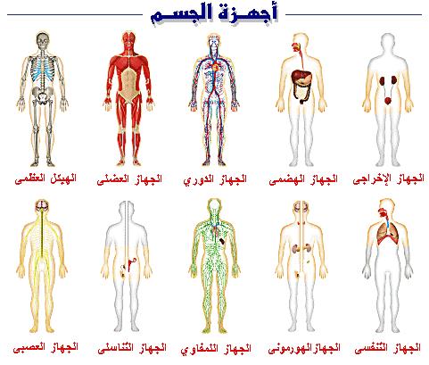 جسم الانسان بالصور , بالصور تعرف علي مكونات جسمك