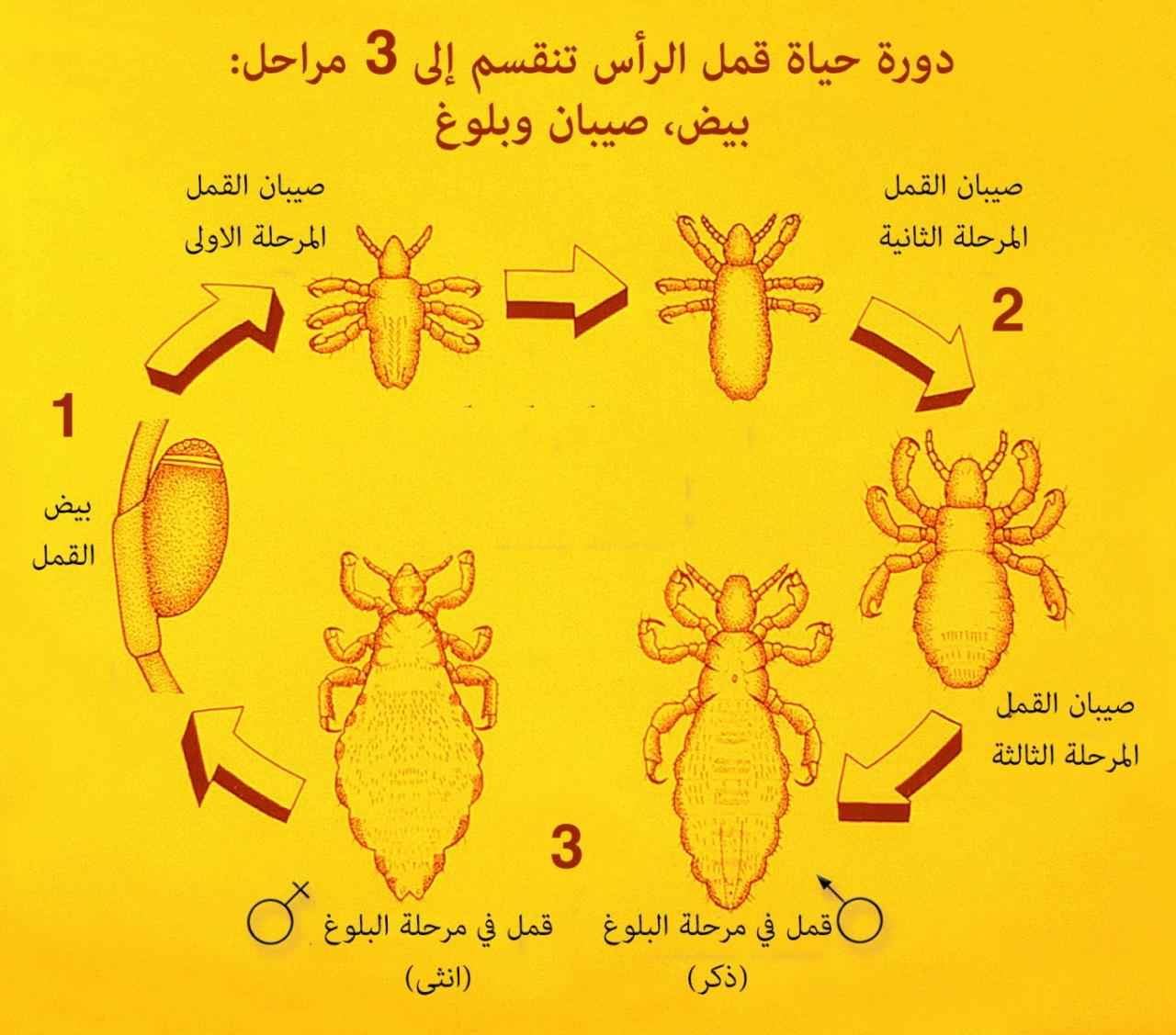 شكل القمل والصيبان بالصور - حشرات تعيش بالراس 12383 1