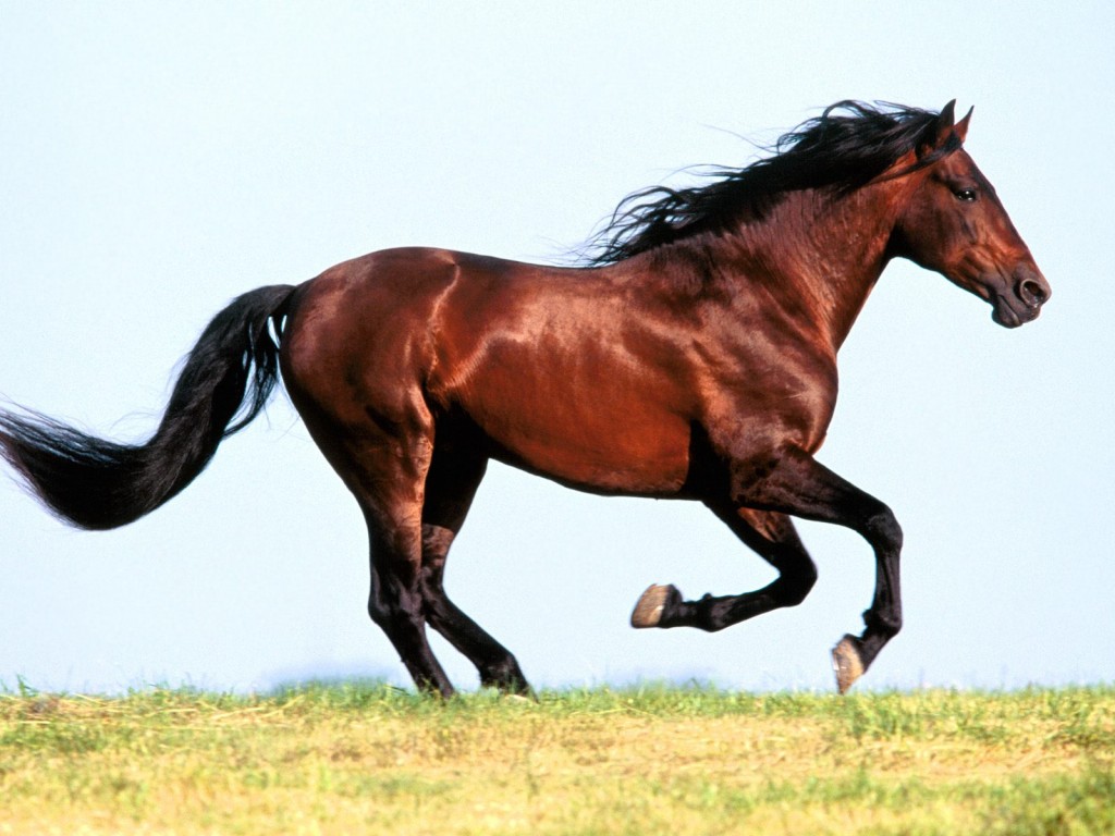 الخيل العربي الاصيل - اجمل صور الخيول 4557 1