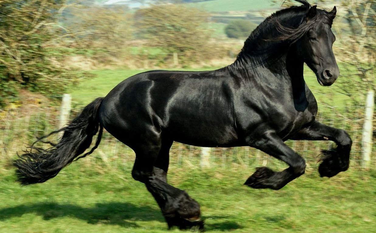 الخيل العربي الاصيل - اجمل صور الخيول 4557 11