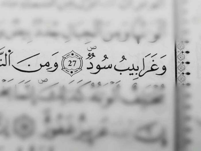 ما معنى غرابيب سود - معاني الكلمات القرانية غرابيب سود 249 3