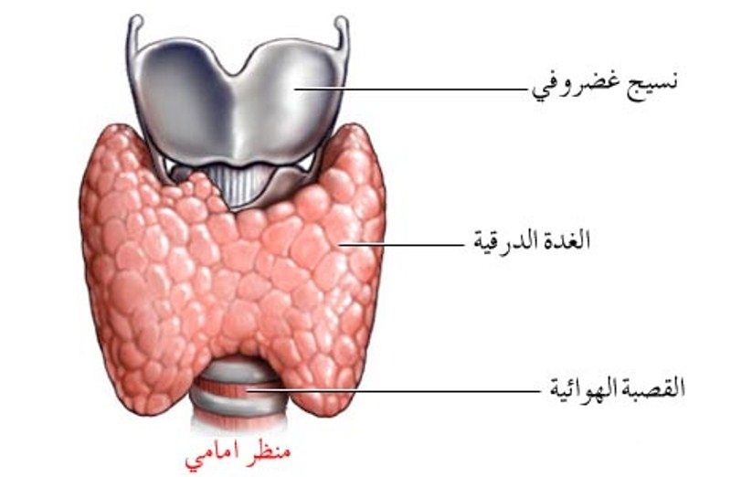 مرض الغدة الدرقية - امراض الغدة الدرقية واعراضها وكيفية علاجها 5520 2