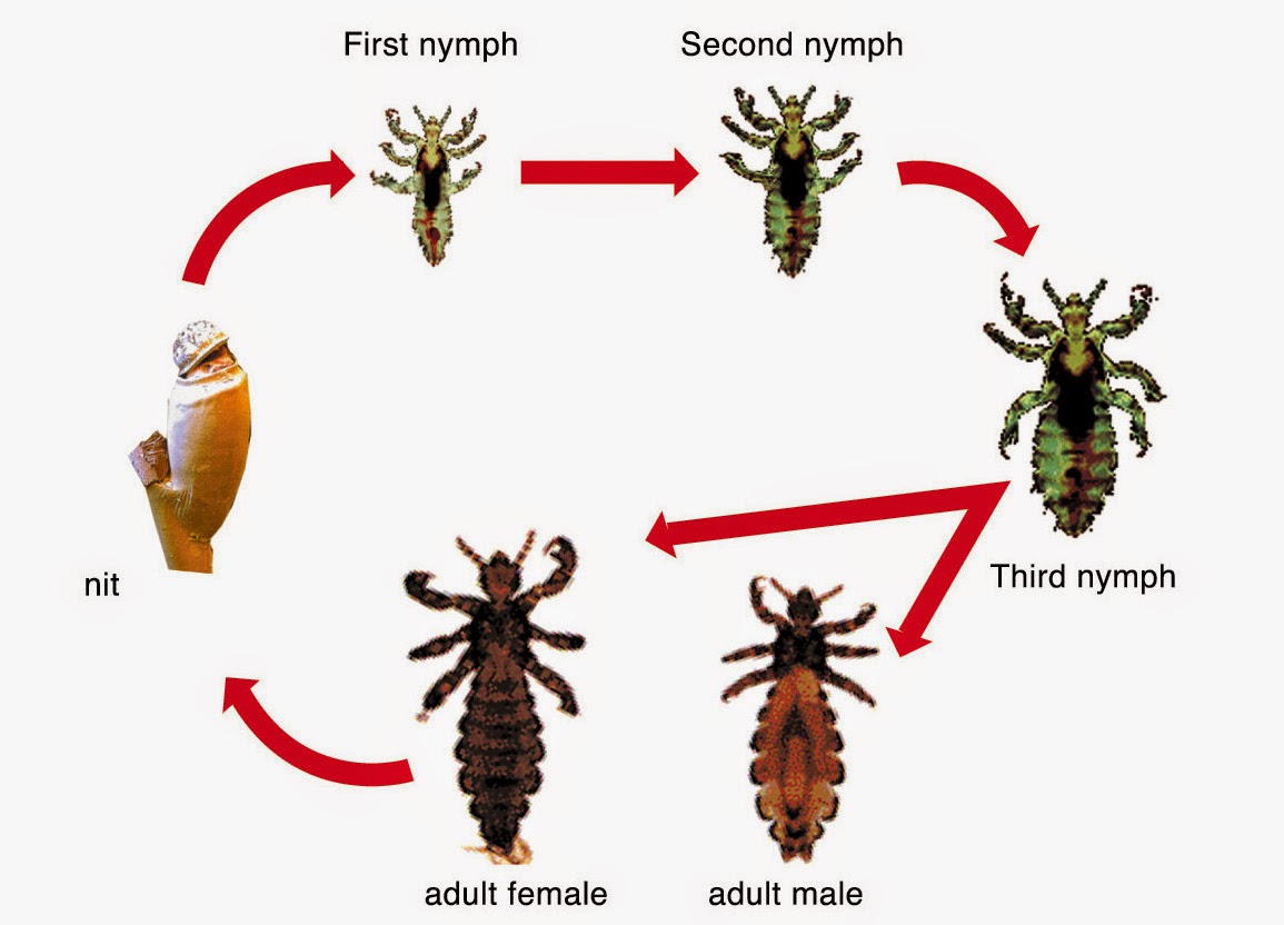 شكل القمل والصيبان بالصور - حشرات تعيش بالراس 12383 6