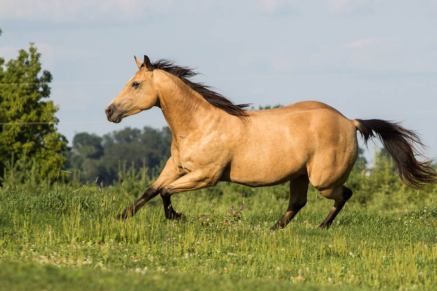 خيل اصيل - جمال الخيول العربية 4403 9