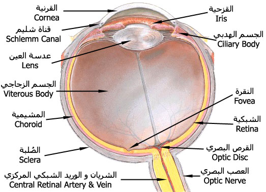 مكونات العين- وظائف العين 6225 8