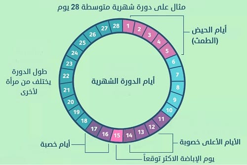 كيف اعرف ايام التبويض , معرفه ايام التبويض