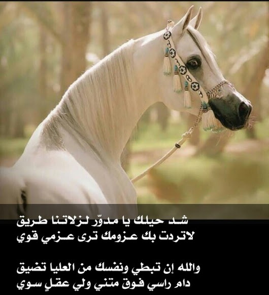 شعر عن الخيل