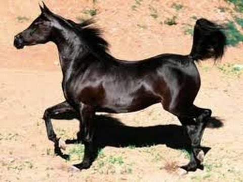 خيل عربي اصيل 2832 9