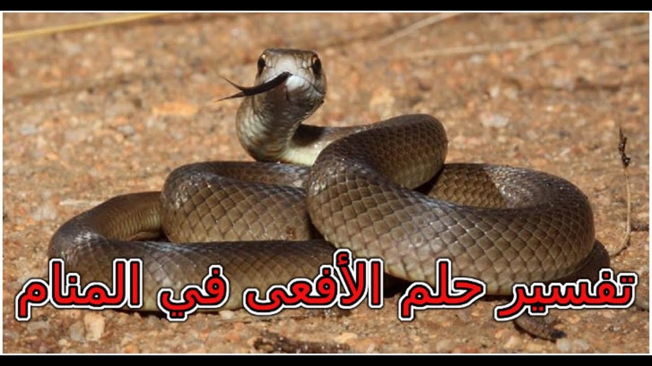 تفسير حلم الحيه في المنام