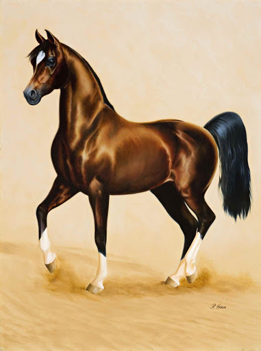 الخيل العربي الاصيل - اجمل صور الخيول 4557 2