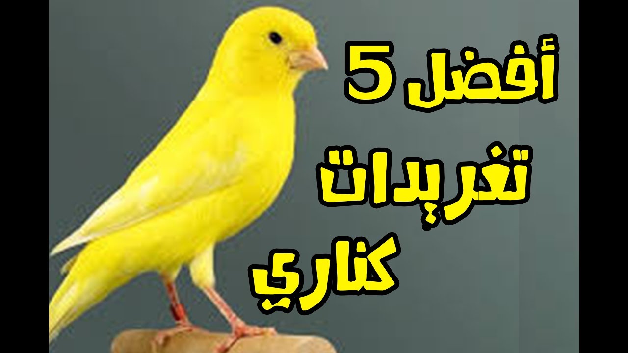 اجمل كناري في العالم