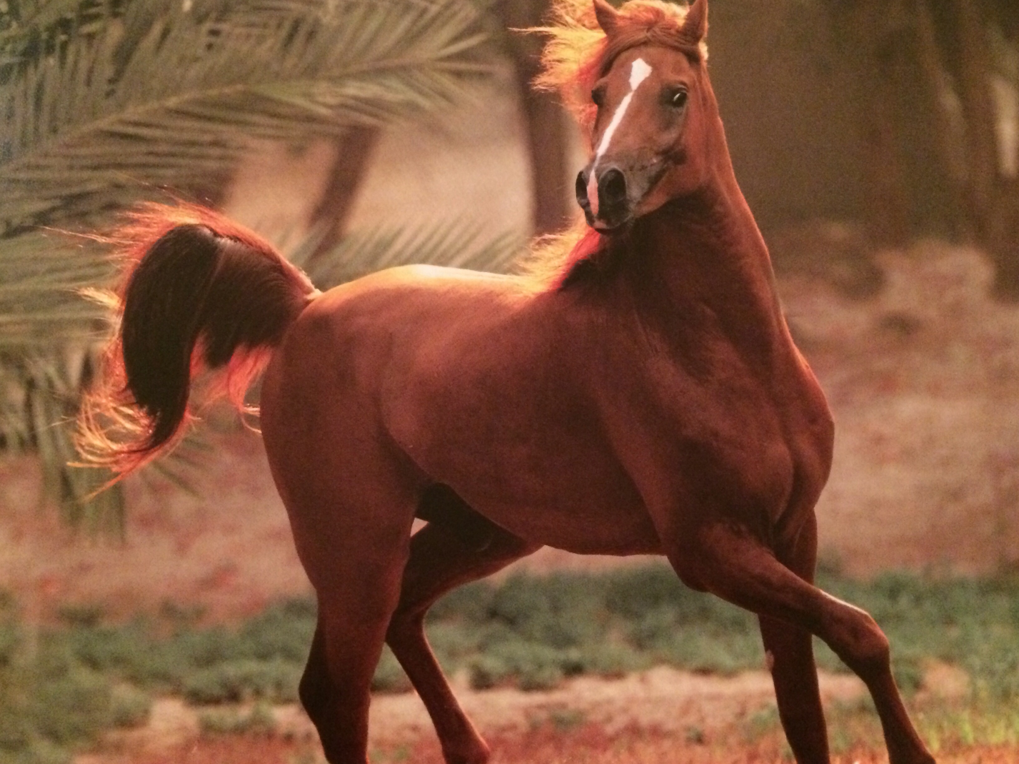 الخيل العربي الاصيل - اجمل صور الخيول 4557 10