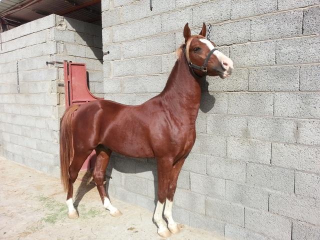 خيل اصيل - جمال الخيول العربية 4403 6