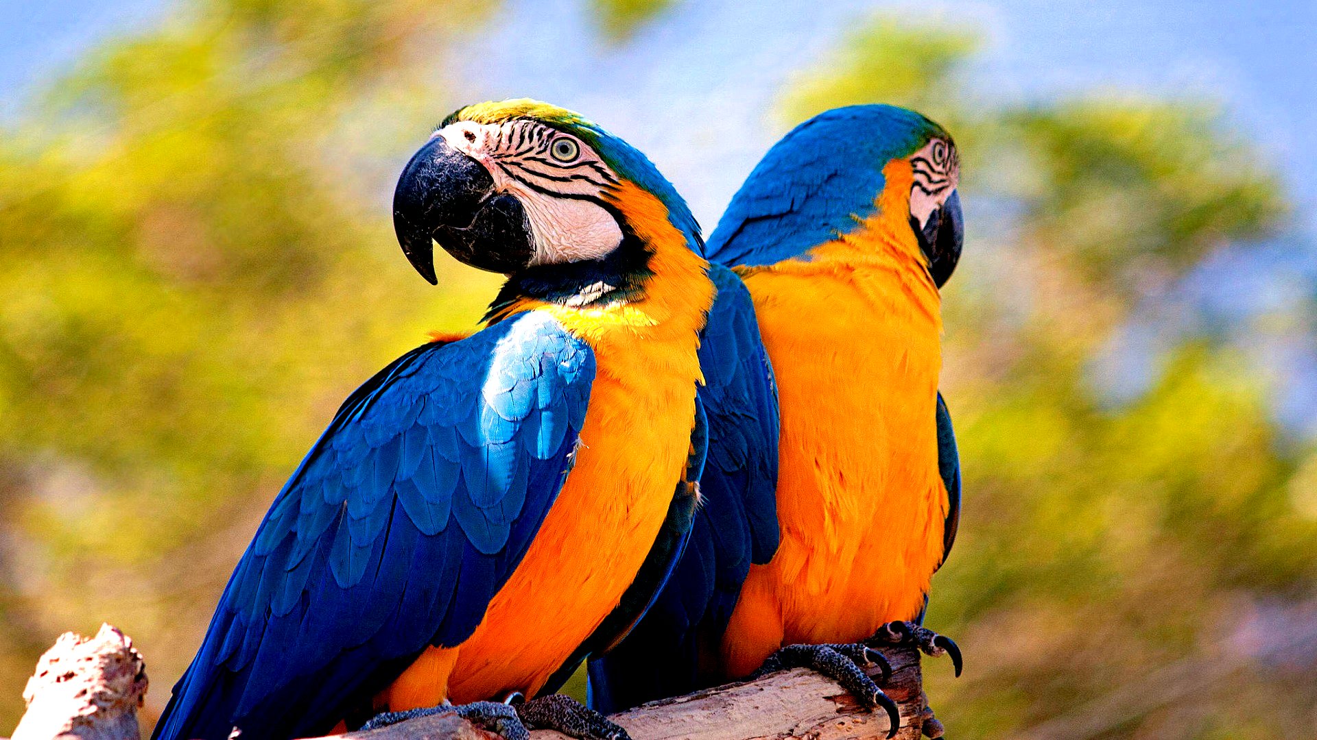 4645 10 اجمل طيور العالم - اجمل الوان الطيور في العالم منى رضوى