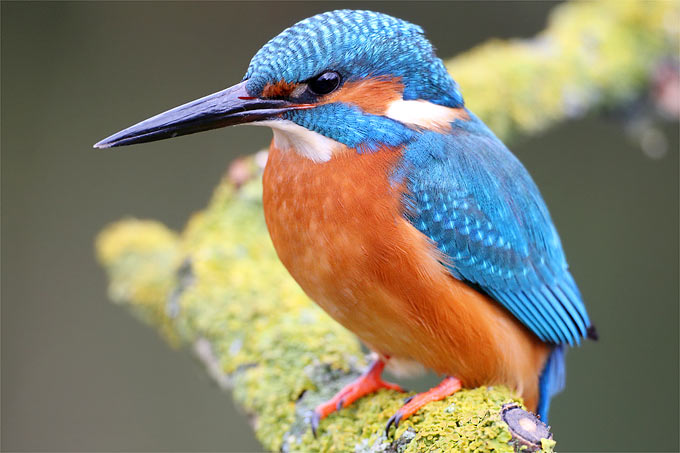 4645 اجمل طيور العالم - اجمل الوان الطيور في العالم منى رضوى