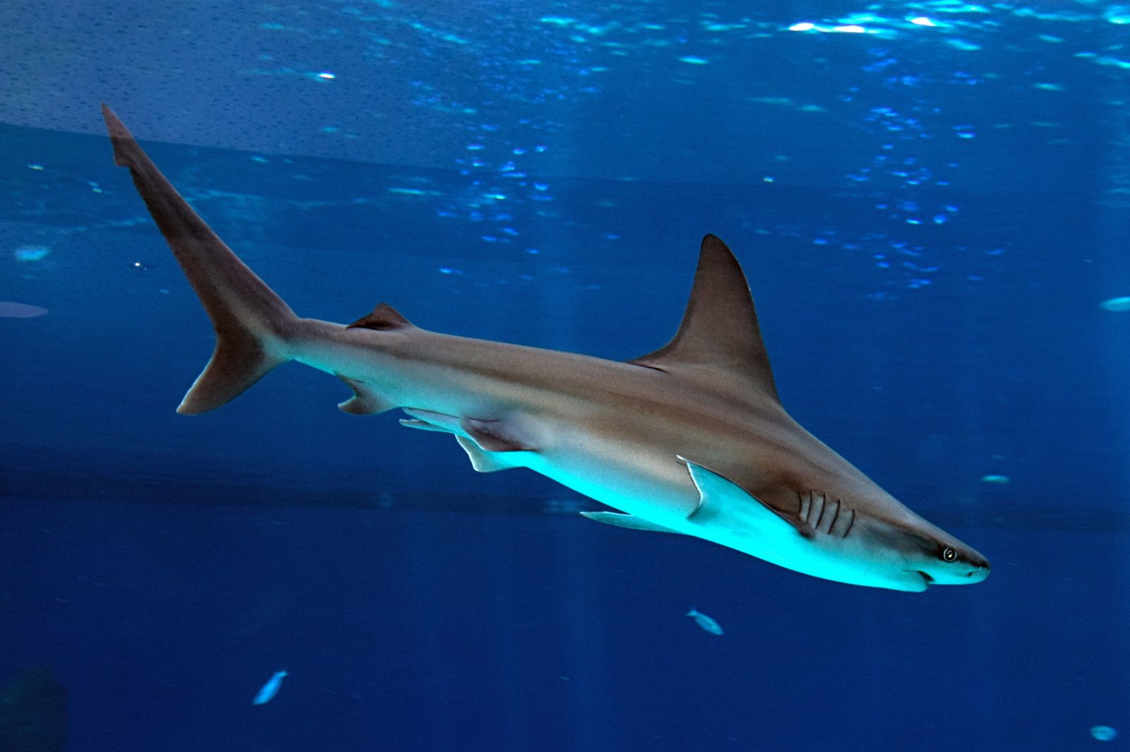 صور سمك القرش , صورة اسماك قرش رمزيات