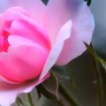 172 12 اجمل وردة في العالم - صور لاروع واغرب الوان الورود التي لم تراها من قبل منى رضوى