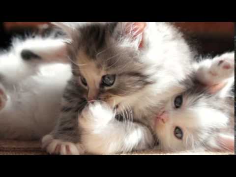 4970 1 اجمل الصور للقطط في العالم - صور قطط جميلة وكيوت هنديه شقية