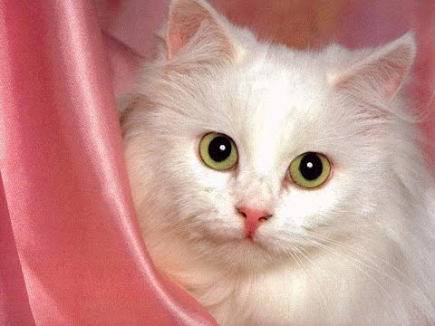 4970 10 اجمل الصور للقطط في العالم - صور قطط جميلة وكيوت هنديه شقية