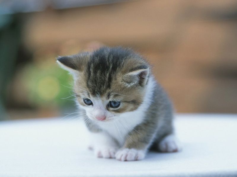 4970 11 اجمل الصور للقطط في العالم - صور قطط جميلة وكيوت هنديه شقية