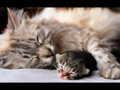 4970 2 اجمل الصور للقطط في العالم - صور قطط جميلة وكيوت هنديه شقية