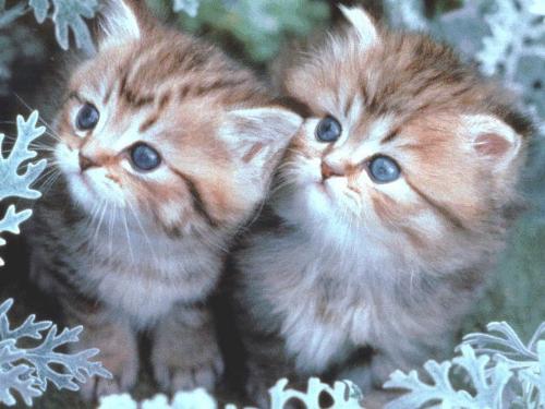 4970 3 اجمل الصور للقطط في العالم - صور قطط جميلة وكيوت هنديه شقية