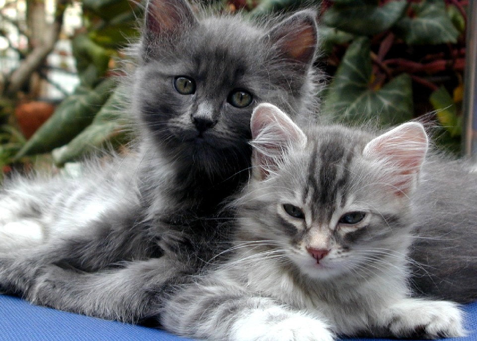 4970 4 اجمل الصور للقطط في العالم - صور قطط جميلة وكيوت هنديه شقية