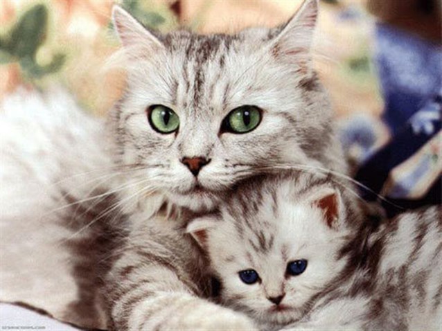 4970 5 اجمل الصور للقطط في العالم - صور قطط جميلة وكيوت هنديه شقية
