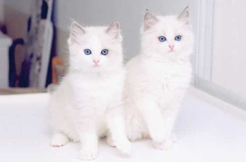 4970 6 اجمل الصور للقطط في العالم - صور قطط جميلة وكيوت هنديه شقية