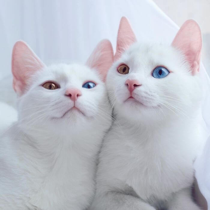 4970 7 اجمل الصور للقطط في العالم - صور قطط جميلة وكيوت هنديه شقية