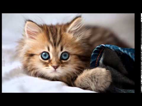 4970 اجمل الصور للقطط في العالم - صور قطط جميلة وكيوت هنديه شقية