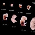 3457 16 مراحل تكوين الجنين بالصور من اول يوم , القلب يراهم قبل العين جليل حميدة
