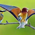 5048 1 اجمل الطيور في العالم- من اروع طيور العالم منى رضوى